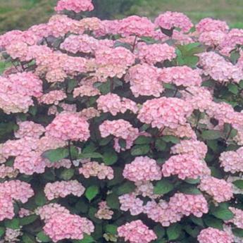 Hydrangea M. Marie Claire