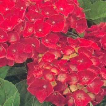 Hydrangea M. Leuchtfeuer