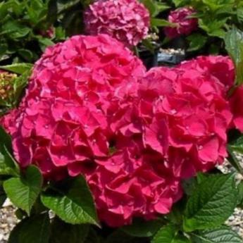 Hydrangea M. King Georges V