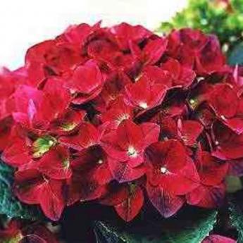 Hydrangea M. Green Shadow