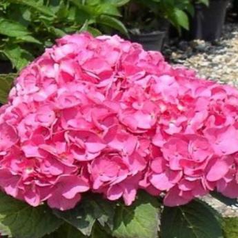 Hydrangea M. Freudenstein