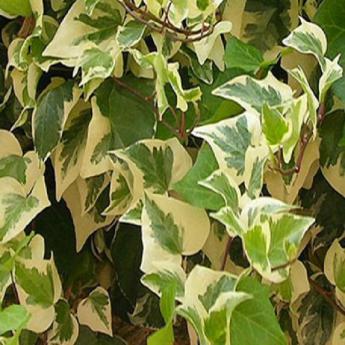 Hedera Carnariensis Gloire de Marengo