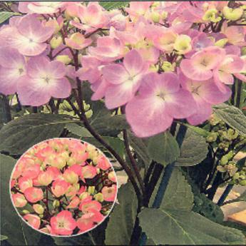 Hydrangea Choco Rose et Choco Bleu