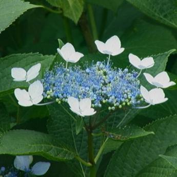 Hydrangea Blue Wave