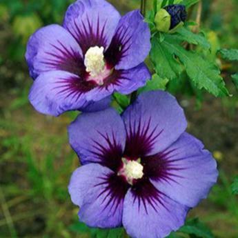 Hibiscus Syriacus Ultramarine