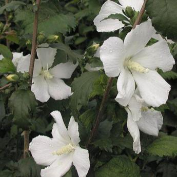 Hibiscus Syriacus Eléonore