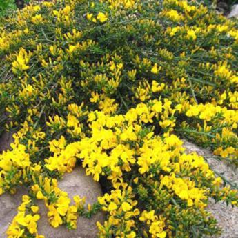 Genista Lydia