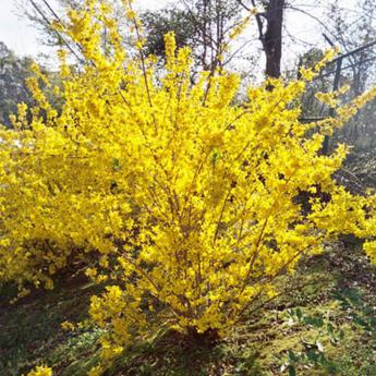 Forsythia Week-end