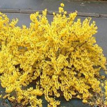 Forsythia Courtasol Marée d'Or
