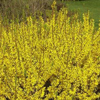 Forsythia Intermedia Casque d'Or