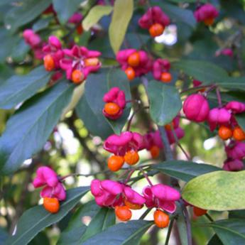 Euonymus Europaeus Red Cascade