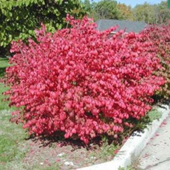 Euonymus Alatus Compactus