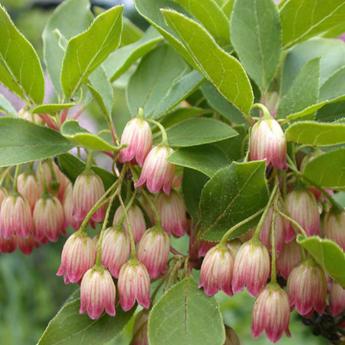 Enkianthus Campanulatus
