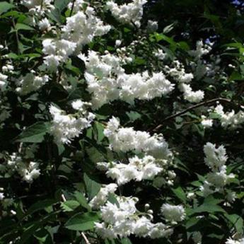 Deutzia Magnifica