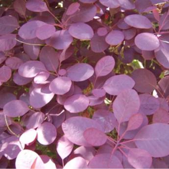Cotinus Coggygria Royal Purple