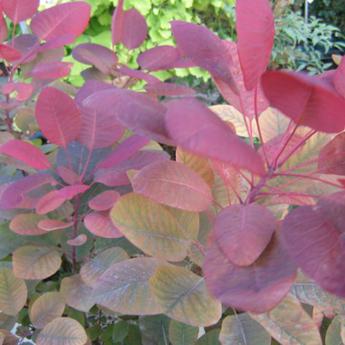 Cotinus X Damneri Grace