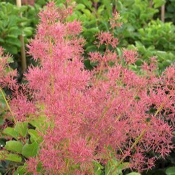 Cotinus Coggygria Purpureus Selection