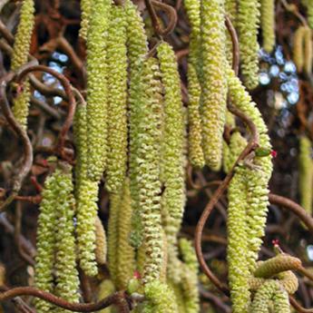 Corylus Avellana Contorta