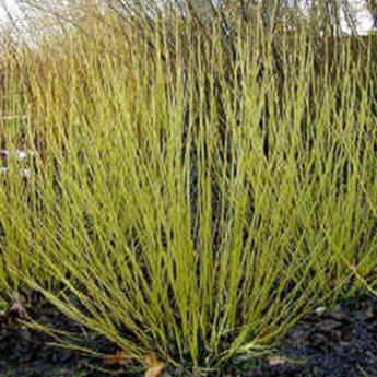 Cornus Stolonifera Flaviramea