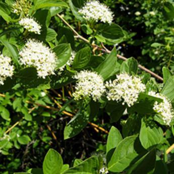 Cornus Stolonifera Flaviramea