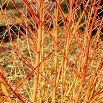 Cornus Sanguinea Midwinter Fire