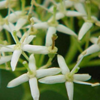 Cornus Sanguinea Midwinter Fire