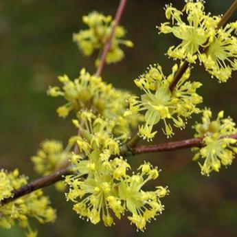 Cornus Officinalis