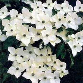 Cornus Kousa Milky Way