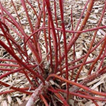 Cornus Alba Ivory Halo
