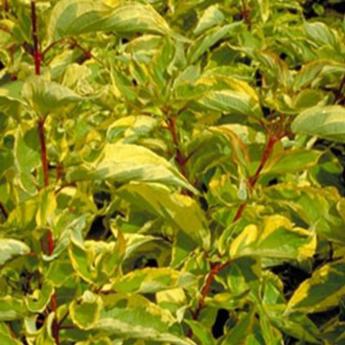 Cornus Alba Gouchaultii