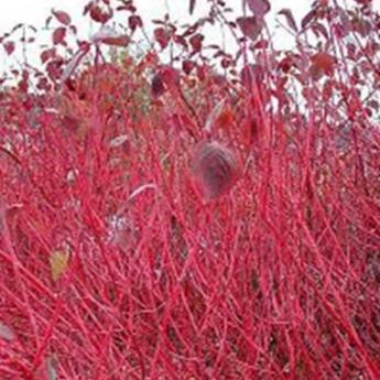 Cornus Alba Elegantissima