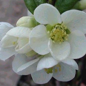 Chaenomeles Speciosa Nivalis