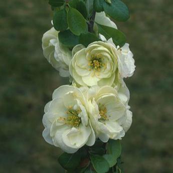 Chaenomeles Speciosa Kinshiden