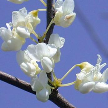 Cercis Siliquastrum Album