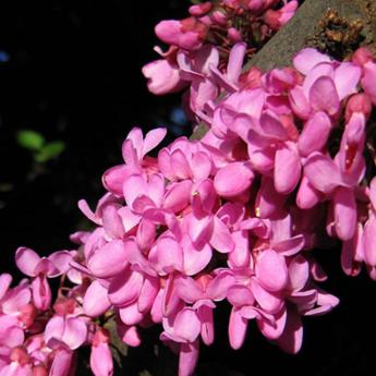Cercis Siliquastrum