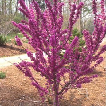 Cercis Chinensis Avondale