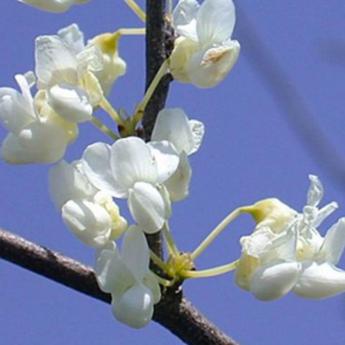 Cercis C. Royal White