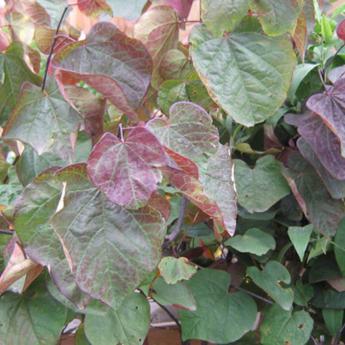 Cercis C. Forest Pansy