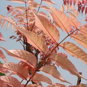 Cedrela Sinensis Flamingo