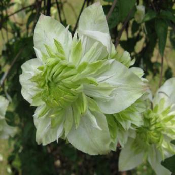 Florida Alba Plena