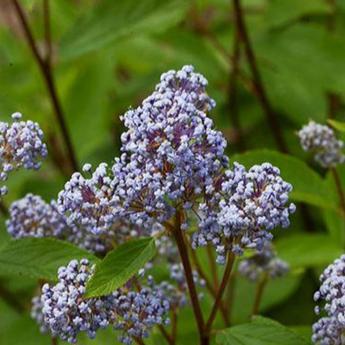 Ceanothus Marie Bleue