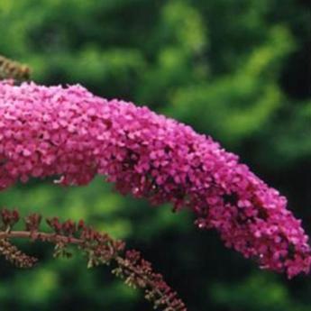 Buddleya Davidii Pink Delight