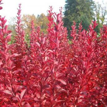 Berberis Thunbergii Red Rocket