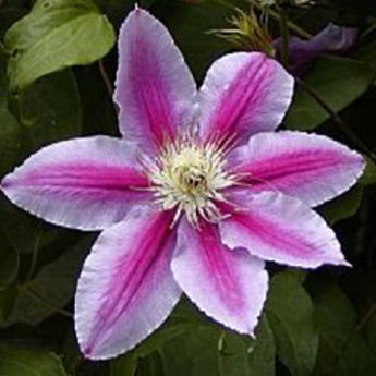 Bee's Jubilee