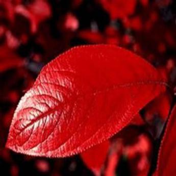 Aronia Arbutifolia Brillant