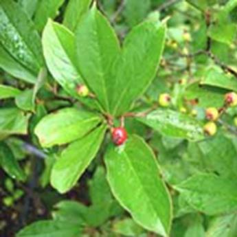 Aronia Arbutifolia Brillant