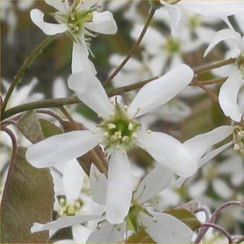 Amelanchier Canadensis