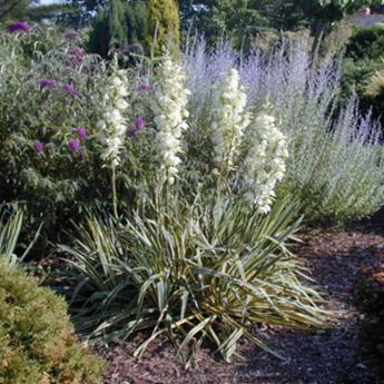 Yucca Filamentosa Bright Edge