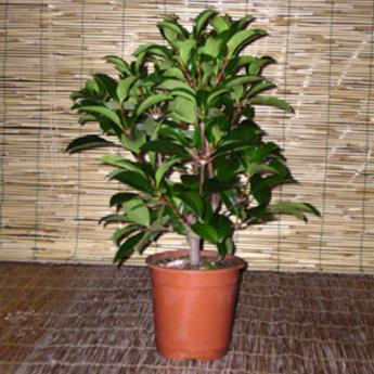 Viburnum Lucidum