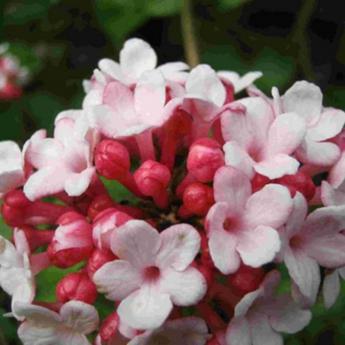 Viburnum Carlesi Aurora
